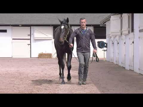 2025 Breeze Up - Lot 167 - c.N (HAVANA GREY x STARBOARD WATCH)