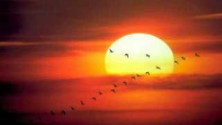 Macaco - son son_xvid.avi