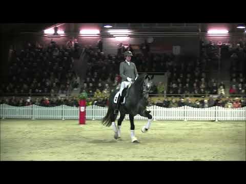 Bloomingdale - Hengstvorführung Adelheidsdorf 2023