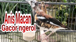 Download lagu Anis Macan Ngeplong Di Pagi Hari Memanggil lawan mp3