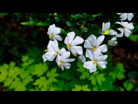 Gardenias - Super Fragrant Flowers