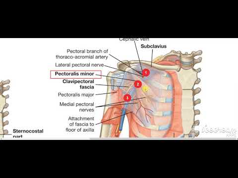 Muscle relations to axillary artery