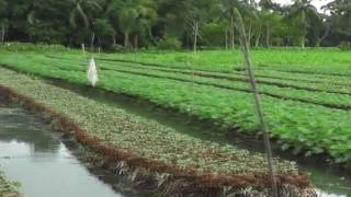 ভাসমান পদ্ধতিতে সবজি চাষ