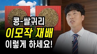 [터치정보農 42편] 콩-쌀귀리 이모작 작부체계 재배기술
