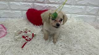 ハーフ犬の動画01