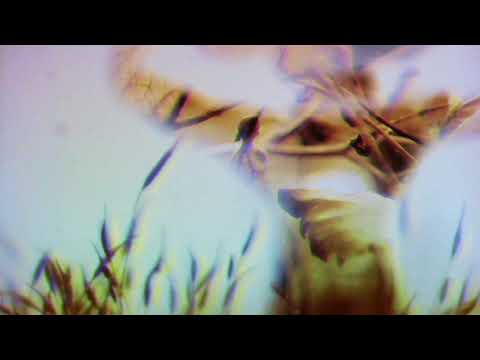 The Lost Brothers- After The Rain (feat. M Ward, Tony Garnier + Howe Gelb)