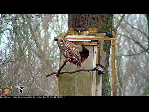 Daytime Crayfish Delivery From Male Barred Owl – March 28, 2018