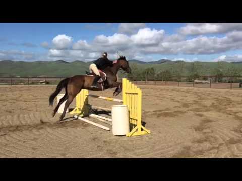 Hershey "TR Disco Dancer" AQHA 16H 1150lbs, Rope, Barrel, 3 Day Eventing