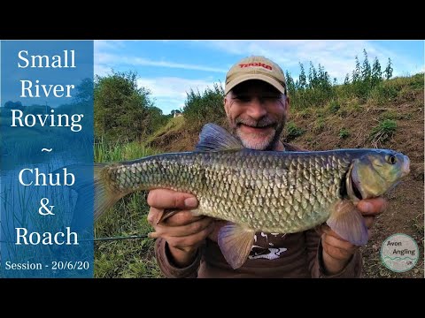 Small River Roving - Chub And Roach - 20/6/20 (Video 158)
