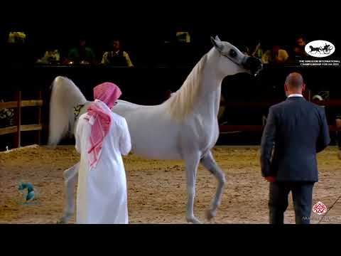 N 185 AJ DJAMILJA   The Kingdom International Championship For AH 2022   Mares 10+ Years Old Class 6
