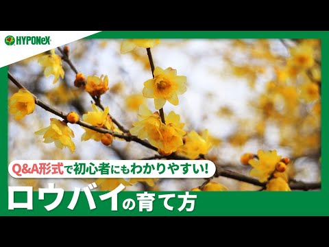 基質オルキア ドラキュラ シミア