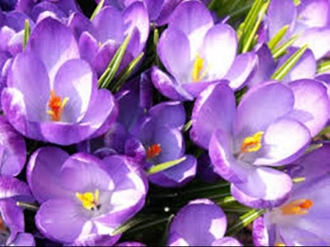 ✿❤✿ LA MULȚI ANI,BRÂNDUȘA ✿❤✿