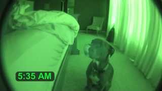Pitbull Alarm Clock with Snooze Feature (cute dog)