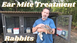 DIY Rabbit Ear Mite Treatment | Simple & Easy