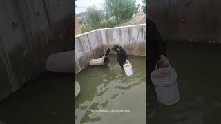 Old Centrifugal Pump Working Process !