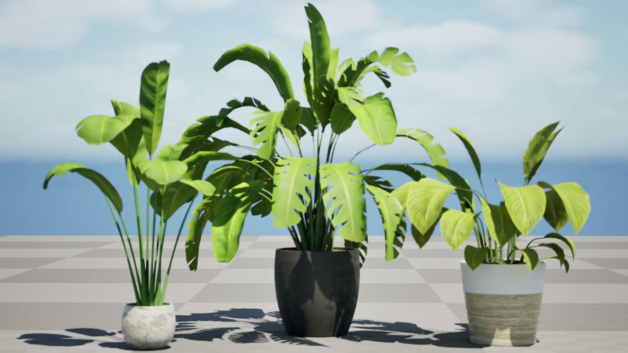 Indoor Potted Banana Plants 3D Model