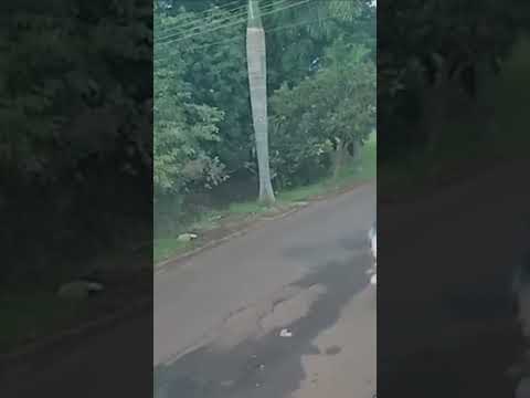 Denuncia de violação em São José da Bela Vista #flagrante #suspeitos #flagrante
