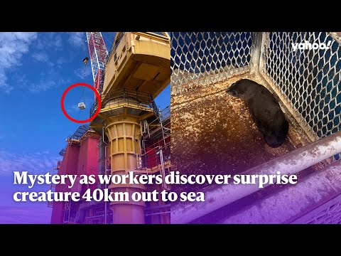 Mystery as workers discover surprise creature 40km out to sea | Yahoo Australia