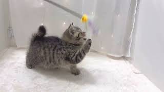 ブリティッシュショートヘアの動画01