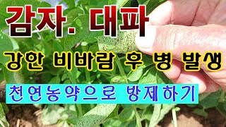 [텃밭농부. 1,037]  감자. 대파밭에 비바람 뒤에 병이 발생.  천연농약으로 방제하기 #감자재배 #대파…