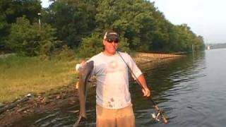 Freshwater Drum: Fish #10 of 43