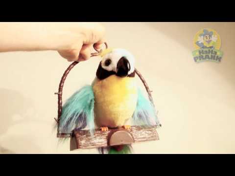 Polly the Insulting Parrot (The REAL Angry Bird) - Presented by HaHaPrank.com