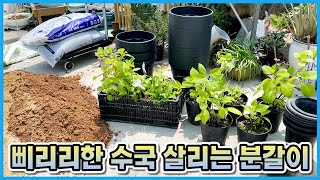 상태 안좋은 원예수국 18종 특별한 분갈이로 멋지게 키워보겠습니다!! 여름철 수국 분갈이 주의사항!!