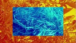 Frànçois & The Atlas Mountains - Douceur De Son Etincelle - Lightships Cover