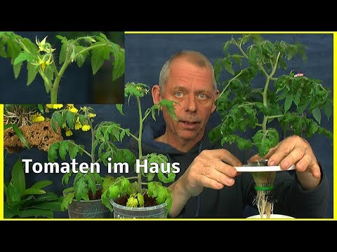 Das Ekzem in pusyrkach des Fingers des Beines Ilowyje die Moore beim Ekzem