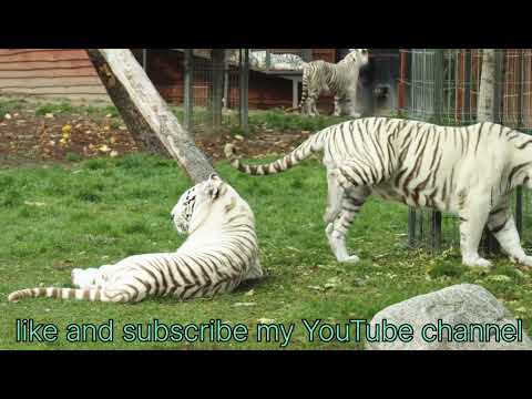 ,🐈💥 animals forest going#best animals video