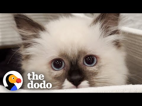 Everything This Girl Thought She Knew About Cats Was Wrong | The Dodo