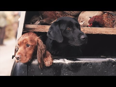 Delnabo Estate - Pheasant Shooting in the Cairngorms National Park