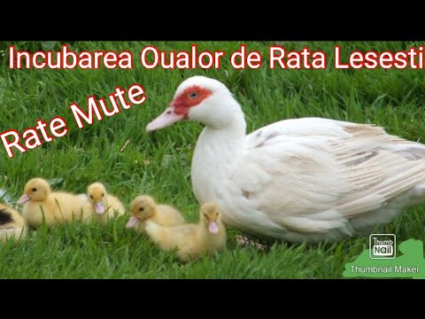 , title : 'Incubarea Ouălor de Rata Lesesti (Mute)'
