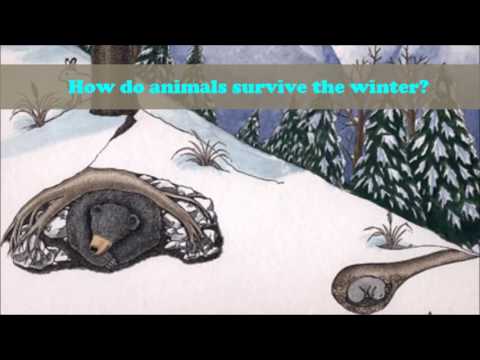 Animals in Winter digital story telling project