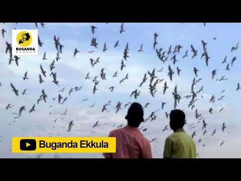 okuloota nga olaba ebinnyonyi mubbanga - Ebirooto Namakulu Gaabyo - Buganda Ekkula