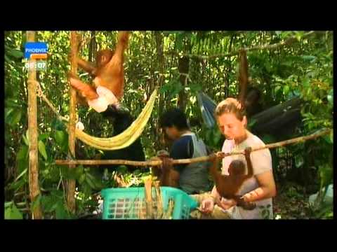 Tropenfieber - Im Land der Kopfjäger (3 / 5)