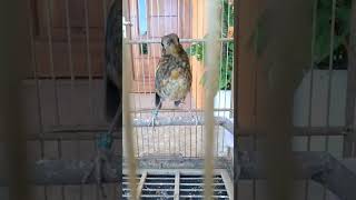 Download lagu trotol anis merah ngriwik  nglagu mp3