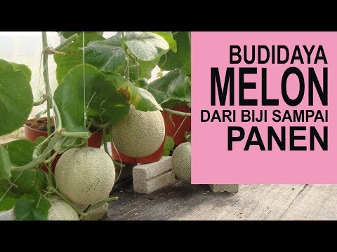 Bagaimana masalah dengan potensi Bagaimana meningkatkan penis YouTube