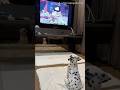 Just A Dalmatian Puppy Watching 101 Dalmatians ️ Shorts Puppy Tv Cutedog Disney Animals