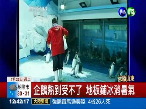 北極熊.企鵝熱壞 吃冰吹風扇消暑