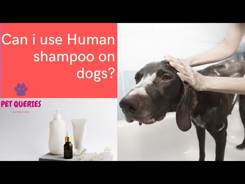 YouTube video about: Can I use pantene on my dog?