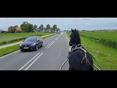 Stal Okkema's Ids - Jasper x Thomas - Stallion - 2018 - 1.62m