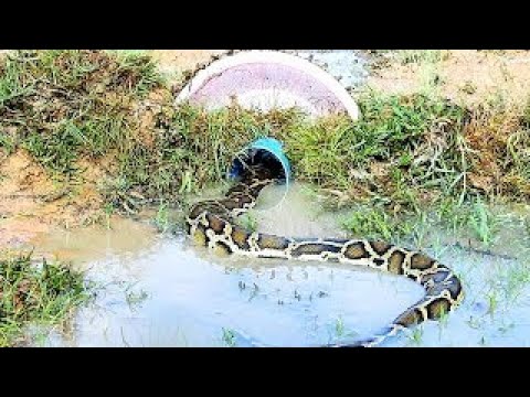 How Catch Snake Using Simple Trap DIY Simple Snake Trap