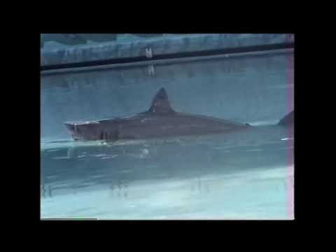 Wipeout Ride with Shark Animatronic! #submechanophobia