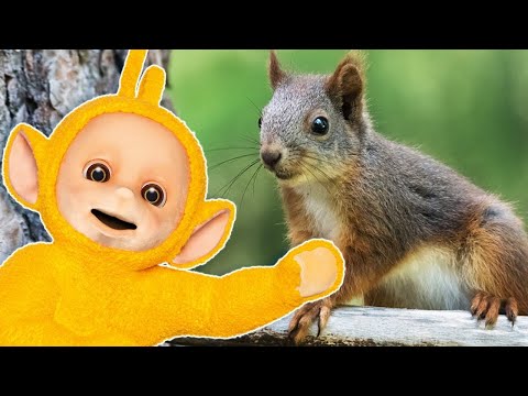 ★Teletubbies Episodes ★ Animals ★ Watch 1 Hour Teletubbies Compilation ★ Full Episodes