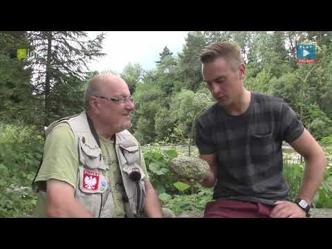 Taaaka Ryba cały odcinek Czarny Dunajec