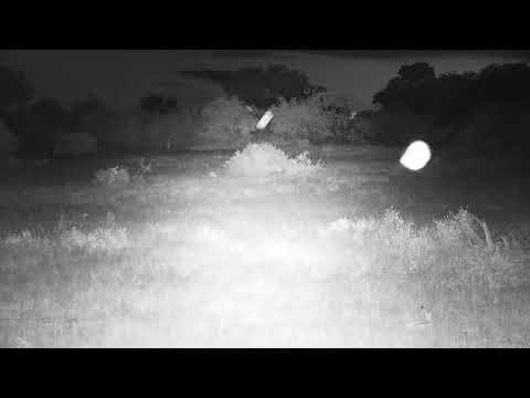 Djuma: Impala female looking around-could she be mother of the separated lamb? - 19:19 - 12/03/20