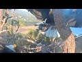 Shadow Comes Through Brings Coot For Jackie 3 20 21 Big Bear Eagles