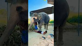 #viral #video #trending #shorts #viralvideo #cuteanimals 
