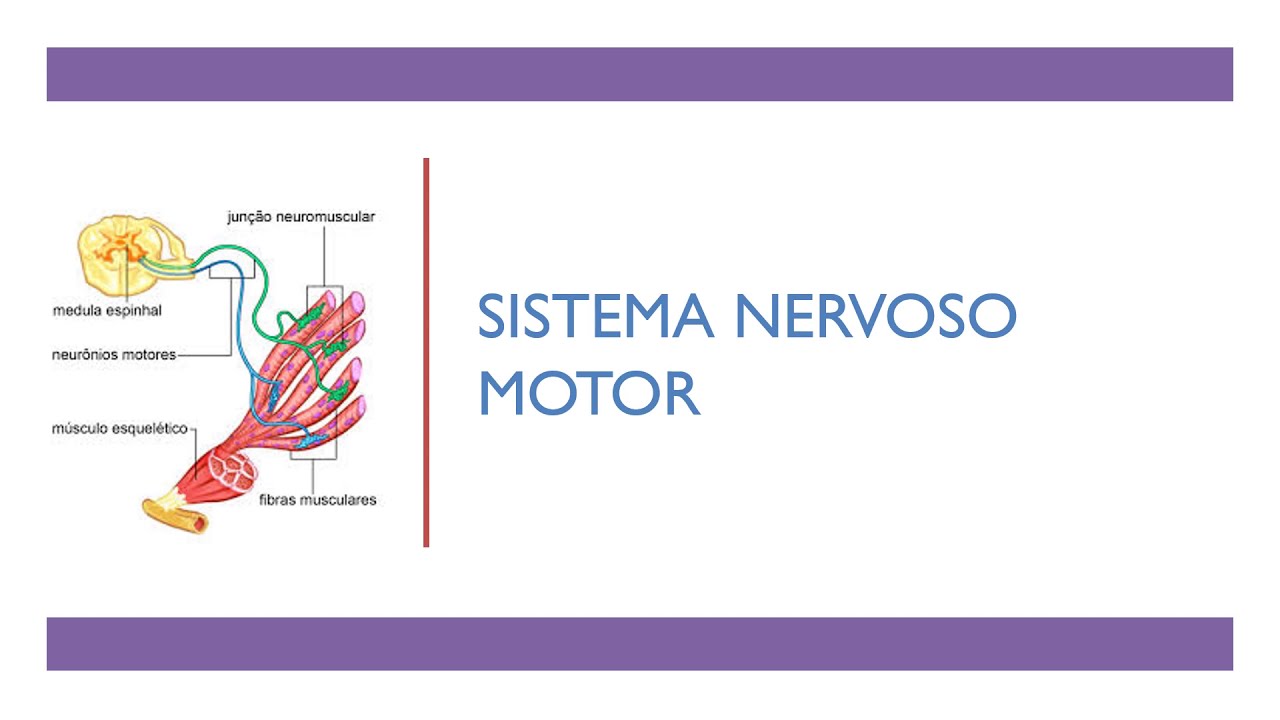 MÓDULO 1 - Aula 7 - Sistema nervoso motor: reflexos medulares e tronco encefálico